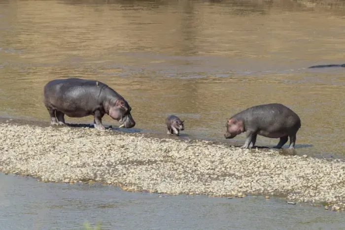 Framed Print : Africa, Kenya, Masai Mara National Reserve, Mara River. Hippopotamus (Hippopotamus amphibius)