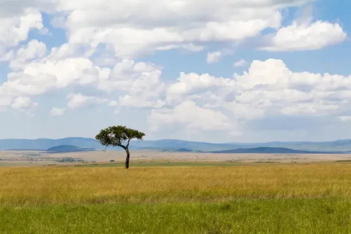 Framed Print : Africa, Kenya, Masai Mara National Reserve. 2016-08-04