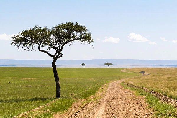 Africa, Kenya, Masai Mara National Reserve. 2016-08-04