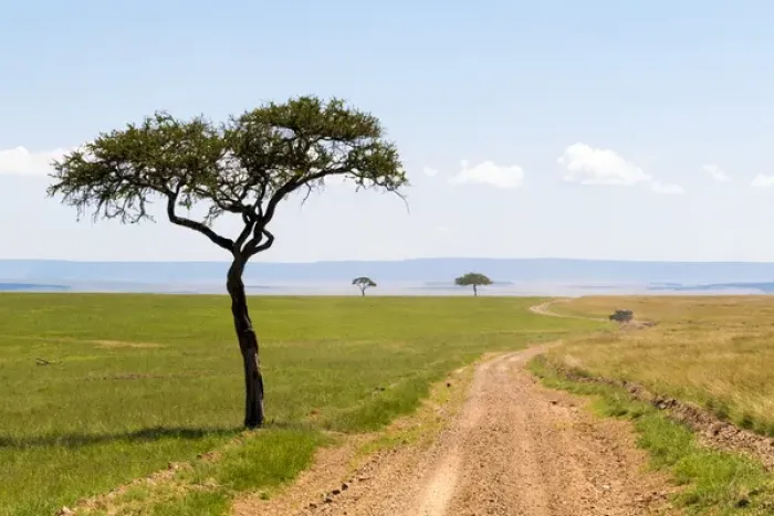 Framed Print : Africa, Kenya, Masai Mara National Reserve. 2016-08-04