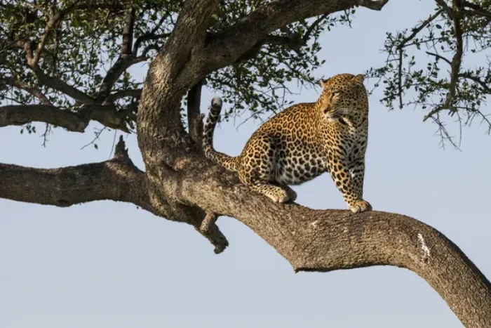 Framed Print : Africa, Kenya, Masai Mara National Reserve, African Leopard (Panthera pardus pardus) in tree