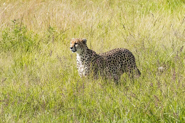 Africa, Kenya, Masai Mara National Reserve. Cheetah (Acinonyx jubatus) 2016-08-04