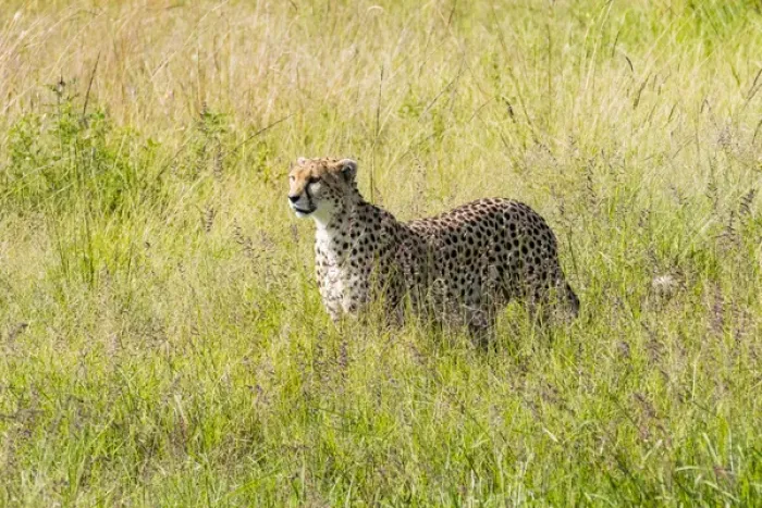 Framed Print : Africa, Kenya, Masai Mara National Reserve. Cheetah (Acinonyx jubatus) 2016-08-04