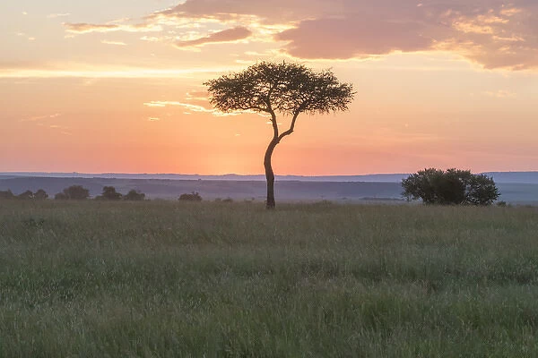 Africa, Kenya, Masai Mara National Reserve. Sunset over tree. 2016-08-04