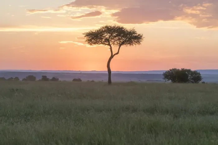Framed Print : Africa, Kenya, Masai Mara National Reserve. Sunset over tree. 2016-08-04