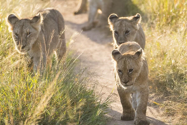 Africa, Kenya, Masai Mara National Reserve. African Lion (Panthera leo) female with cubs