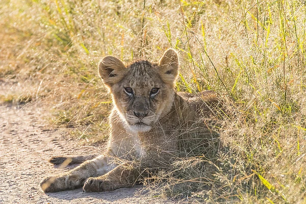Africa, Kenya, Masai Mara National Reserve. African Lion (Panthera leo) cubs. 2016-08-04