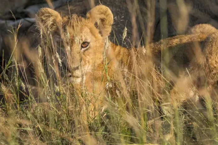 Framed Print : Africa, Kenya, Masai Mara National Reserve. African Lion (Panthera leo) female with cubs Framed Print : Africa, Kenya, Masai Mara National Reserve. African Lion (Panthera leo) female with cubs