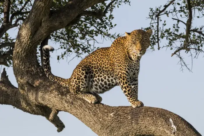 Framed Print : Africa, Kenya, Masai Mara National Reserve, African Leopard (Panthera pardus pardus) in tree
