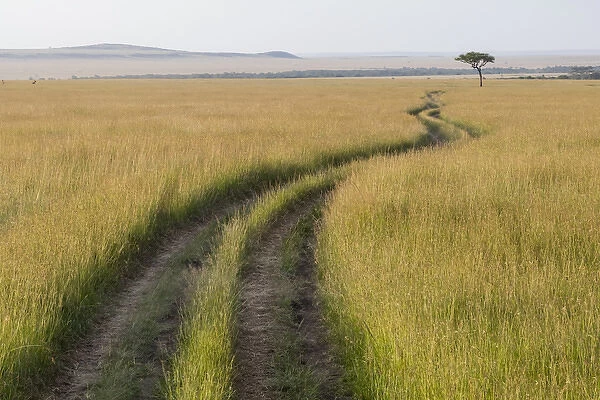 Africa, Kenya, Masai Mara National Reserve. Savannah with tire tracks. 2016-08-04