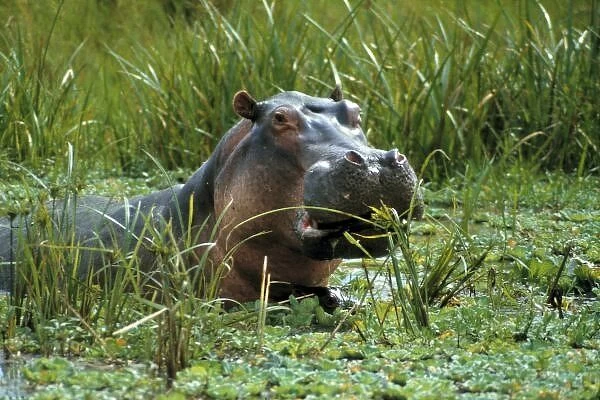 Africa, Kenya, Masai Mara NR. A mother hippo and her petite baby relax a marsh in