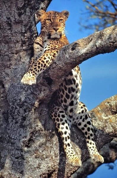 Africa, Kenya, Masai Mara NR. A watchful leopard rests in a tree in Masai Mara National Reserve