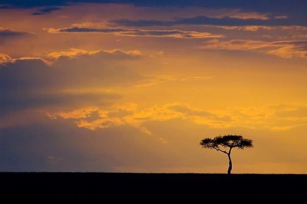 Africa, Kenya, Masai Mara. Sunrise silhouettes small acacia tree. Credit as: Dennis