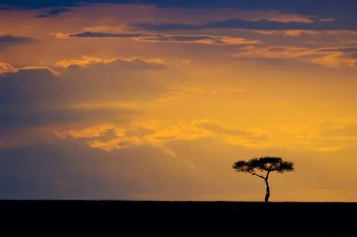 Framed Print : Africa, Kenya, Masai Mara. Sunrise silhouettes small acacia tree. Credit as: Dennis Framed Print : Africa, Kenya, Masai Mara. Sunrise silhouettes small acacia tree. Credit as: Dennis