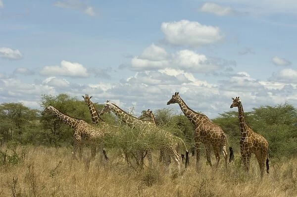 Africa, Kenya, Meru National Park, giraffes walking in the tall grasses