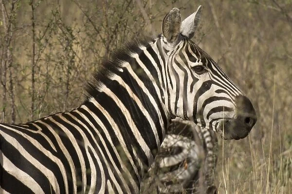 Africa, Kenya, Meru National Park, a portrait of a zebra