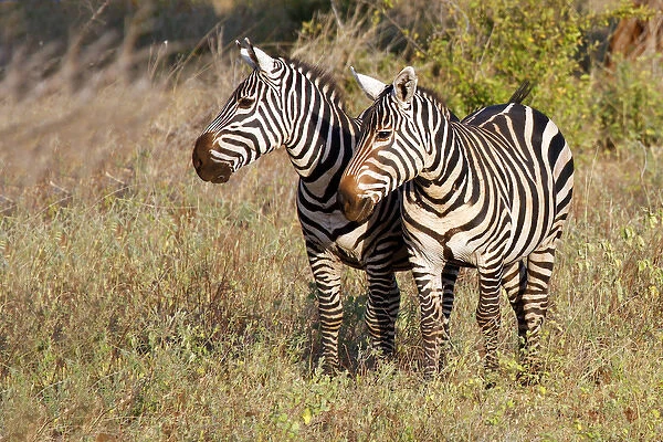 Africa, Kenya, Meru. Pair of Zebras in Meru National Park
