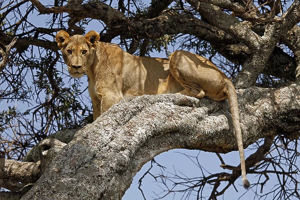 Africa, Kenya, Msai Mara. A female lion resting in a tree
