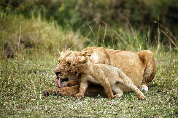 Africa, Kenya, Msai Mara. A lioness and her playful cub
