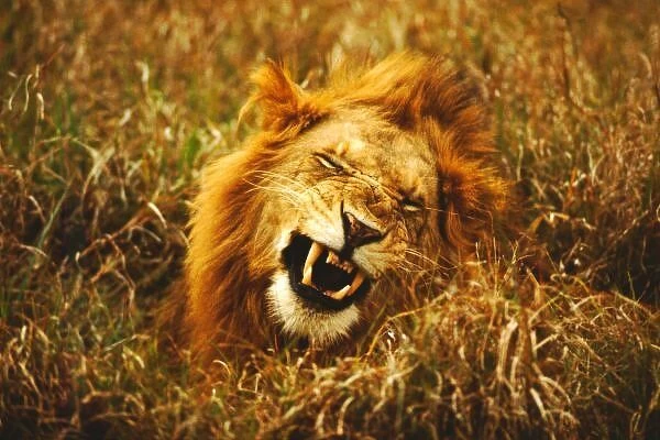 Africa, Kenya, Msai Mara. Male lion. Wild (panthera leo)