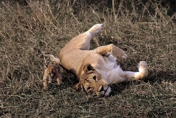 Africa, Kenya, Msai Mara. A mother lioness cares for her cub in the Msai Mara, Kenya
