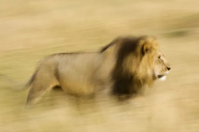 Framed Print : Africa, Kenya, Msai Mara. Motion blur of walking male lion Framed Print : Africa, Kenya, Msai Mara. Motion blur of walking male lion