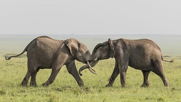 Africa, Kenya, Msai Mara National Reserve