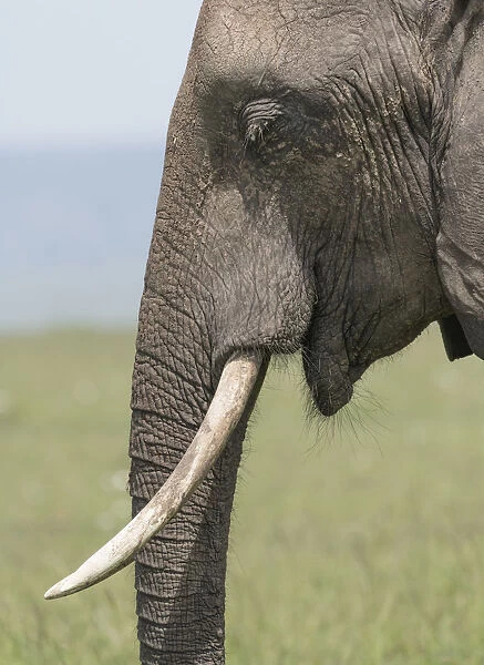 Africa, Kenya, Msai Mara National Reserve. Close-up of elephant head. Credit as