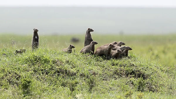 Africa, Kenya, Msai Mara National Reserve. Group of banded mongooses. Credit as