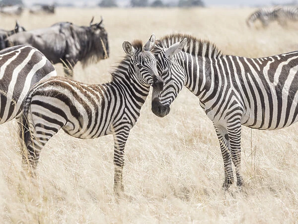 Africa, Kenya, Msai Mara National Reserve. Adult and juvenile zebras. Credit as