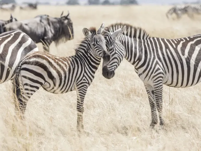 Framed Print : Africa, Kenya, Msai Mara National Reserve. Adult and juvenile zebras. Credit as