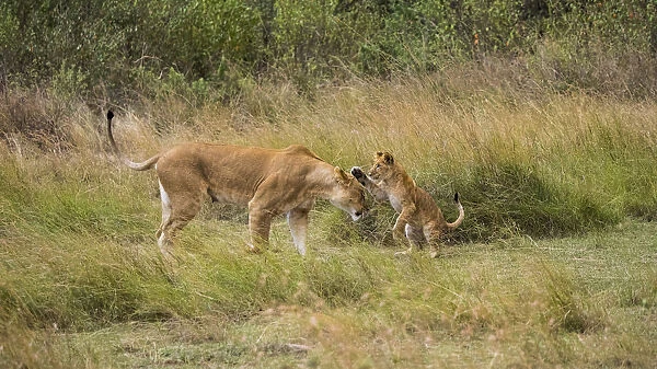 Africa, Kenya, Msai Mara National Reserve. Lion cub playing with mother. Credit as