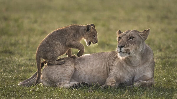 Africa, Kenya, Msai Mara National Reserve. Lion cub playing with lioness. Credit as