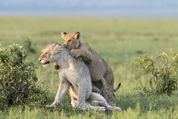 Africa, Kenya, Msai Mara National Reserve. Female lion and playful cub. Credit as