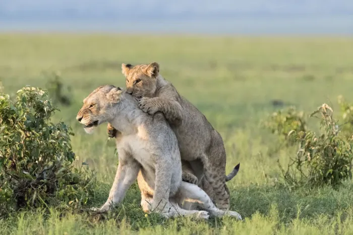 Framed Print : Africa, Kenya, Msai Mara National Reserve. Female lion and playful cub. Credit as