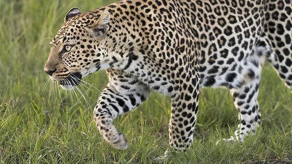 Africa, Kenya, Msai Mara National Reserve. Close-up of walking leopard. Credit as