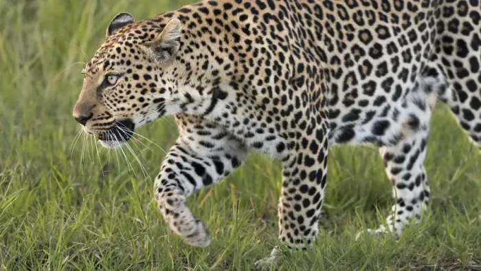 Framed Print : Africa, Kenya, Msai Mara National Reserve. Close-up of walking leopard. Credit as Framed Print : Africa, Kenya, Msai Mara National Reserve. Close-up of walking leopard. Credit as