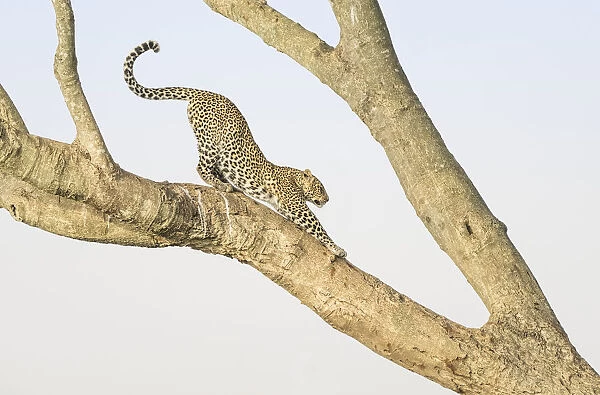 Africa, Kenya, Msai Mara National Reserve. Leopard stretching in tree. Credit as