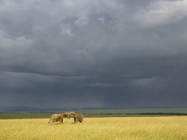 Africa, Kenya, Msai Mara National Reserve. Storm clouds over elephants at sunset