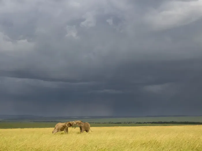 Framed Print : Africa, Kenya, Msai Mara National Reserve. Storm clouds over elephants at sunset Framed Print : Africa, Kenya, Msai Mara National Reserve. Storm clouds over elephants at sunset