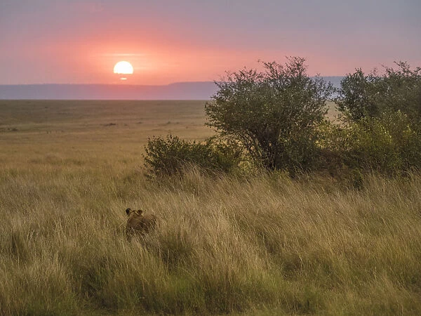 Africa, Kenya, Msai Mara National Reserve. Lioness in grass at sunset. Credit as