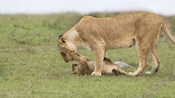 Africa, Kenya, Msai Mara National Reserve. Lioness playing with cub. Credit as