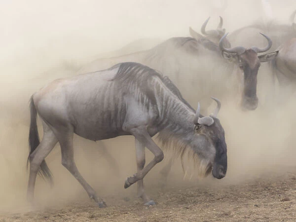 Africa, Kenya, Msai Mara National Reserve. Dusty wildebeest migration. Credit as