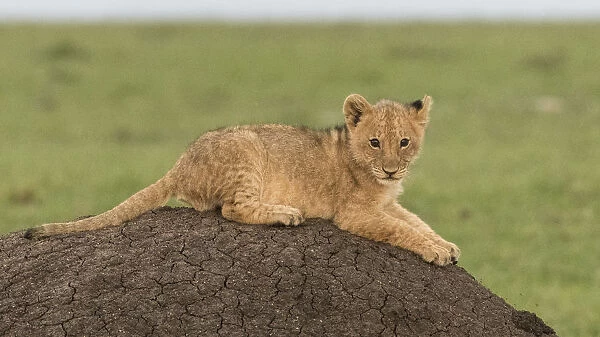 Africa, Kenya, Msai Mara National Reserve. Lion cub on termite mound. Credit as
