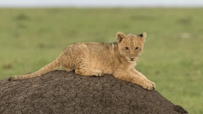 Framed Print : Africa, Kenya, Msai Mara National Reserve. Lion cub on termite mound. Credit as