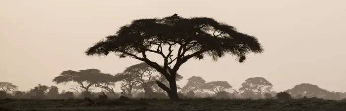 Framed Print : Africa, Kenya, Msai Mara National Reserve. Silhouette of umbrella thorn acacia tree at sunset Framed Print : Africa, Kenya, Msai Mara National Reserve. Silhouette of umbrella thorn acacia tree at sunset
