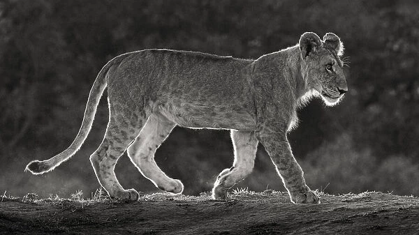 Africa, Kenya, Msai Mara National Reserve. Backlit close-up of young lion