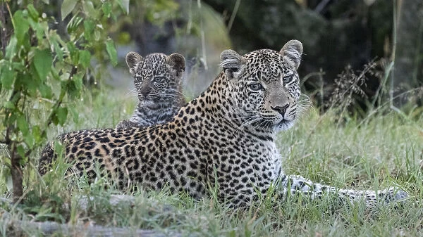 Africa, Kenya, Msai Mara National Reserve. Close-up of leopard mother and cub