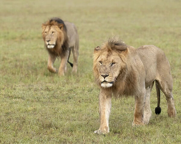 Africa, Kenya, Msai Mara National Reserve. Close-up of two walking lions