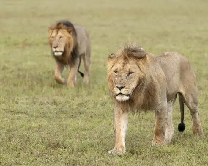 Framed Print : Africa, Kenya, Msai Mara National Reserve. Close-up of two walking lions